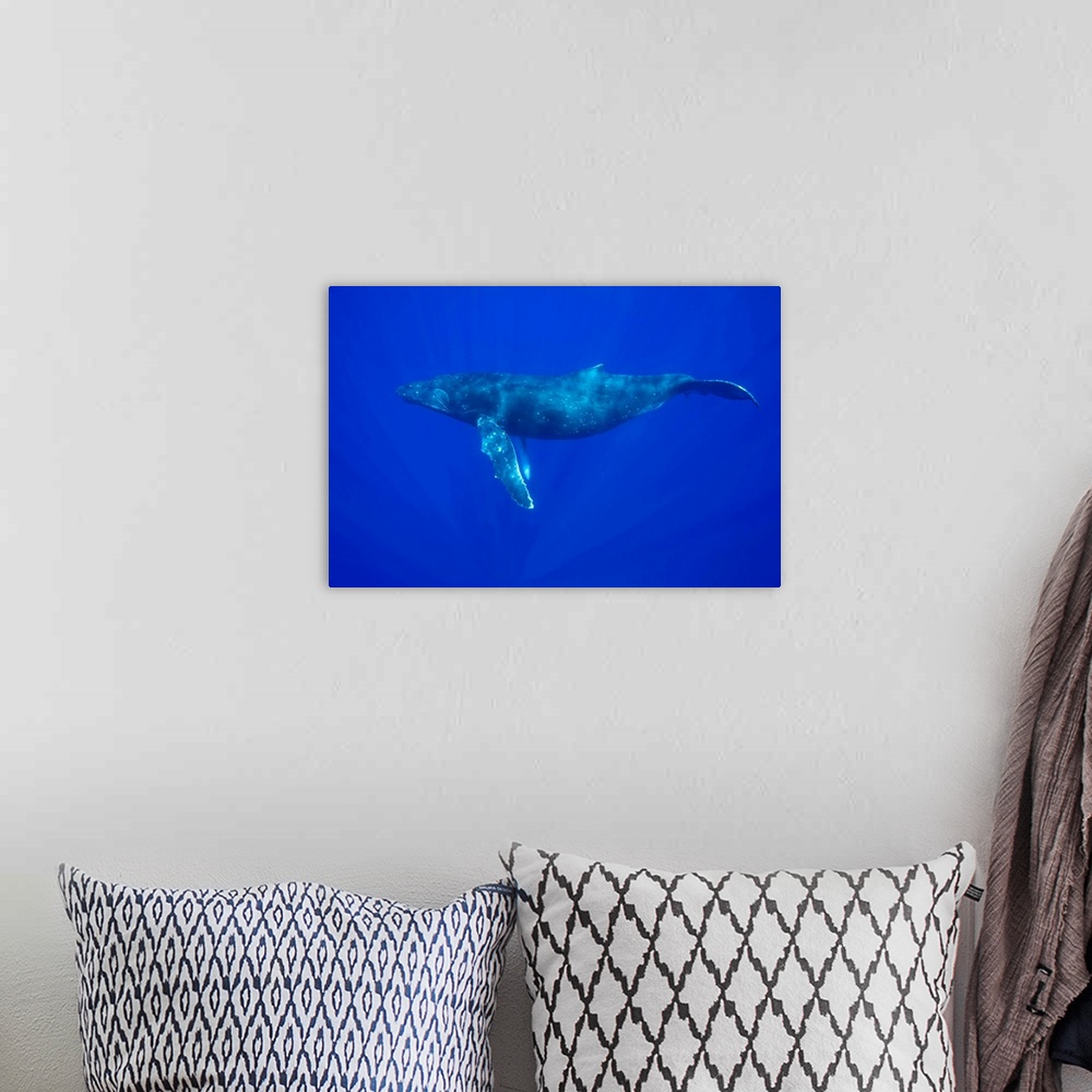 A bohemian room featuring USA, Hawaii, Big Island, Underwater view of Humpback Whale (Megaptera novaengliae) swimming in Pa...