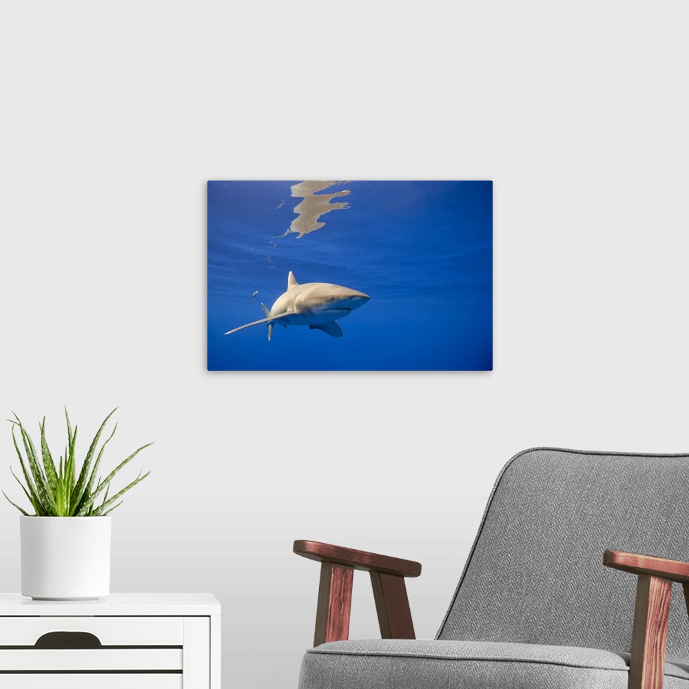 A modern room featuring USA, Hawaii, Big Island, Underwater view of Oceanic White Tip Shark (Carcharhinus longimanus) swi...