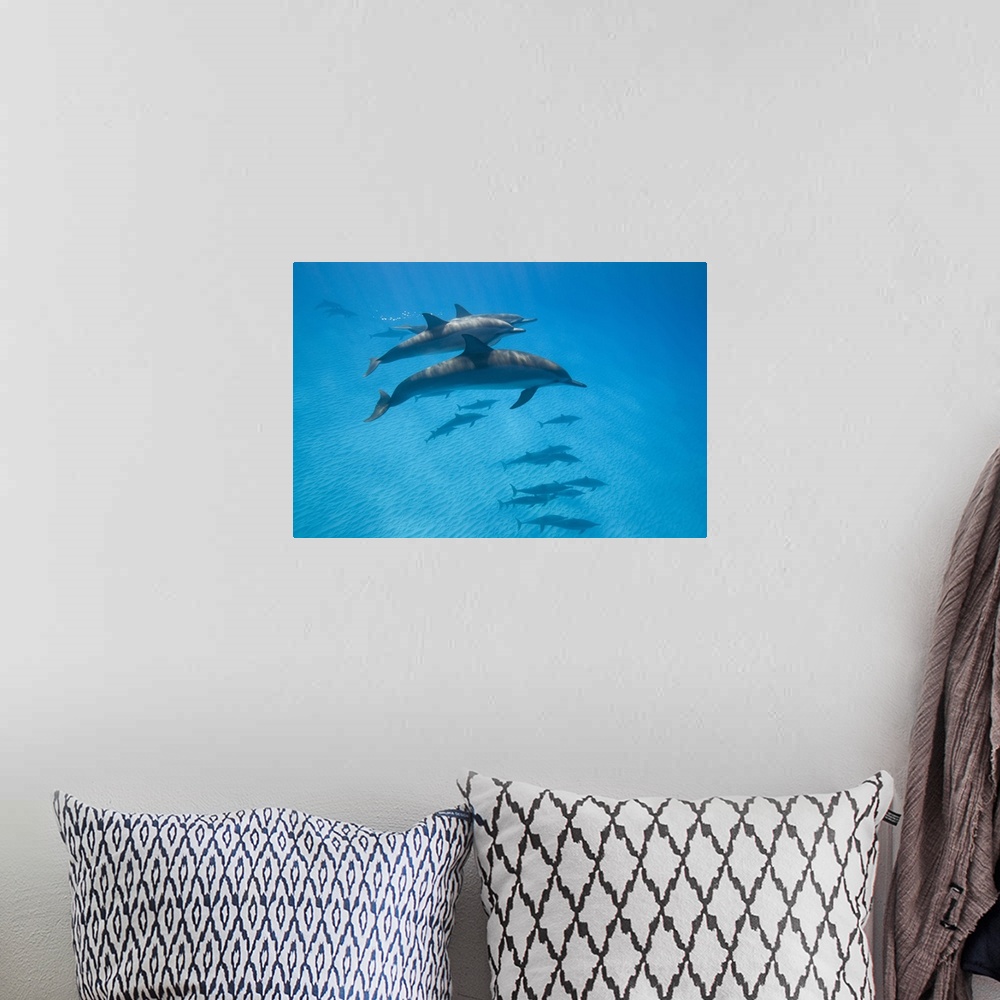 A bohemian room featuring USA, Hawaii, Big Island, Underwater view of Spinner Dolphins (Stenella longirostris) in Pacific O...