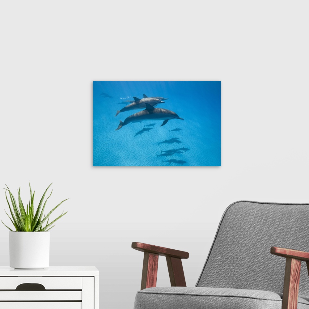 A modern room featuring USA, Hawaii, Big Island, Underwater view of Spinner Dolphins (Stenella longirostris) in Pacific O...