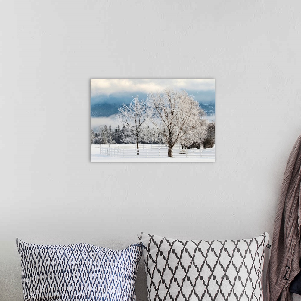 A bohemian room featuring Heavy frost on trees, Kalispell, Montana-