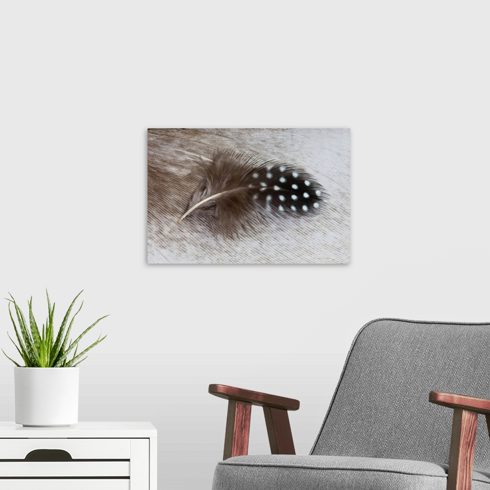 A modern room featuring Helmeted Guinea fowl feather on Egyptian goose feather.