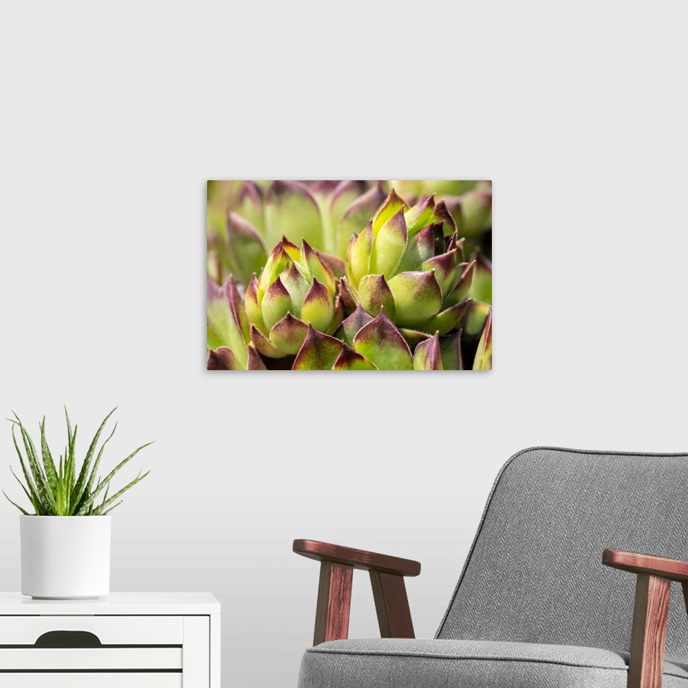 A modern room featuring Hens And Chicks, Succulents, USA