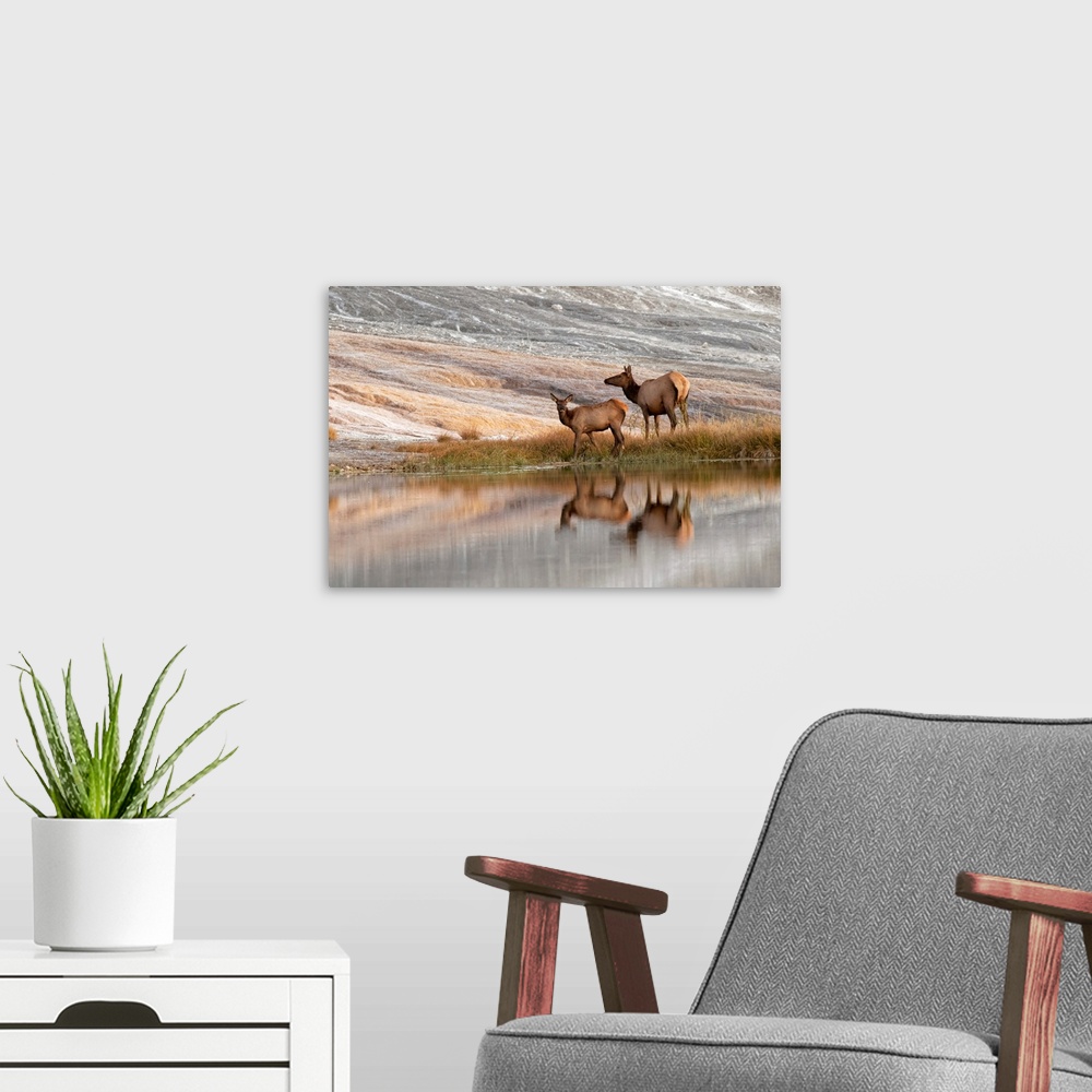 A modern room featuring Herd of Elk and reflection, Canary Spring, Yellowstone National Park, Montana/Wyoming