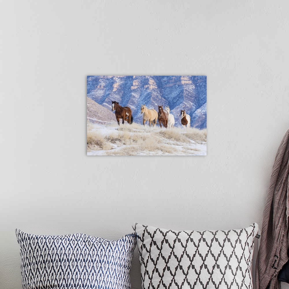 A bohemian room featuring Cowboy horse drive on Hideout Ranch, Shell, Wyoming. Herd of horses running in snow.