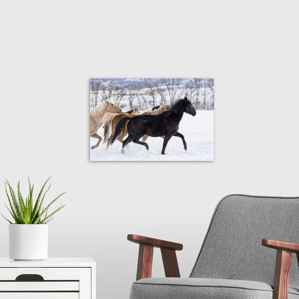 A modern room featuring Cowboy horse drive on Hideout Ranch, Shell, Wyoming. Herd of horses running in snow.