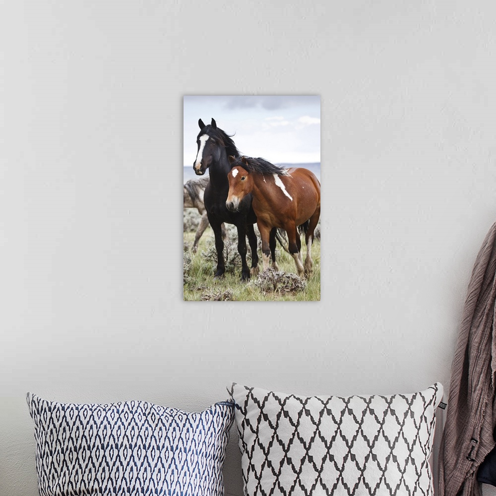 A bohemian room featuring Wild horses (Equus caballus) in herd at Cody, Wyoming, USA.