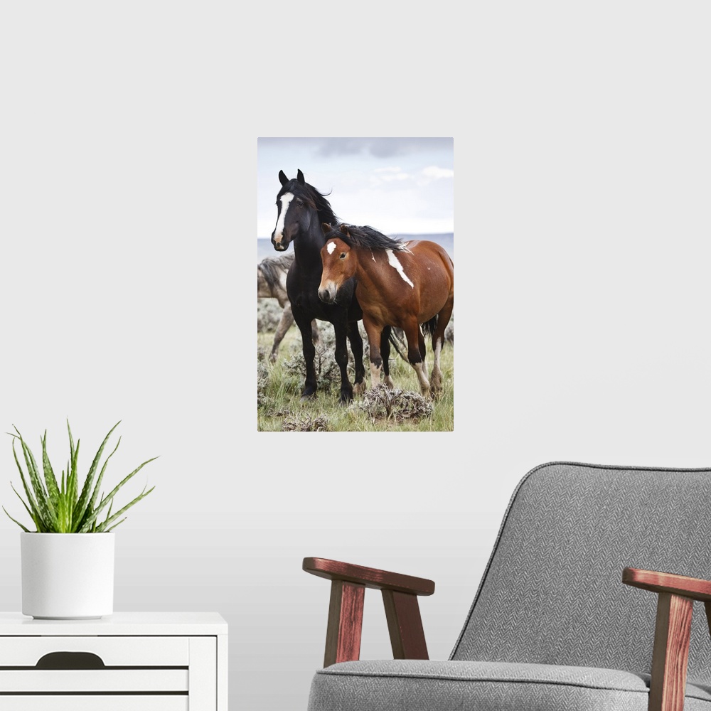 A modern room featuring Wild horses (Equus caballus) in herd at Cody, Wyoming, USA.