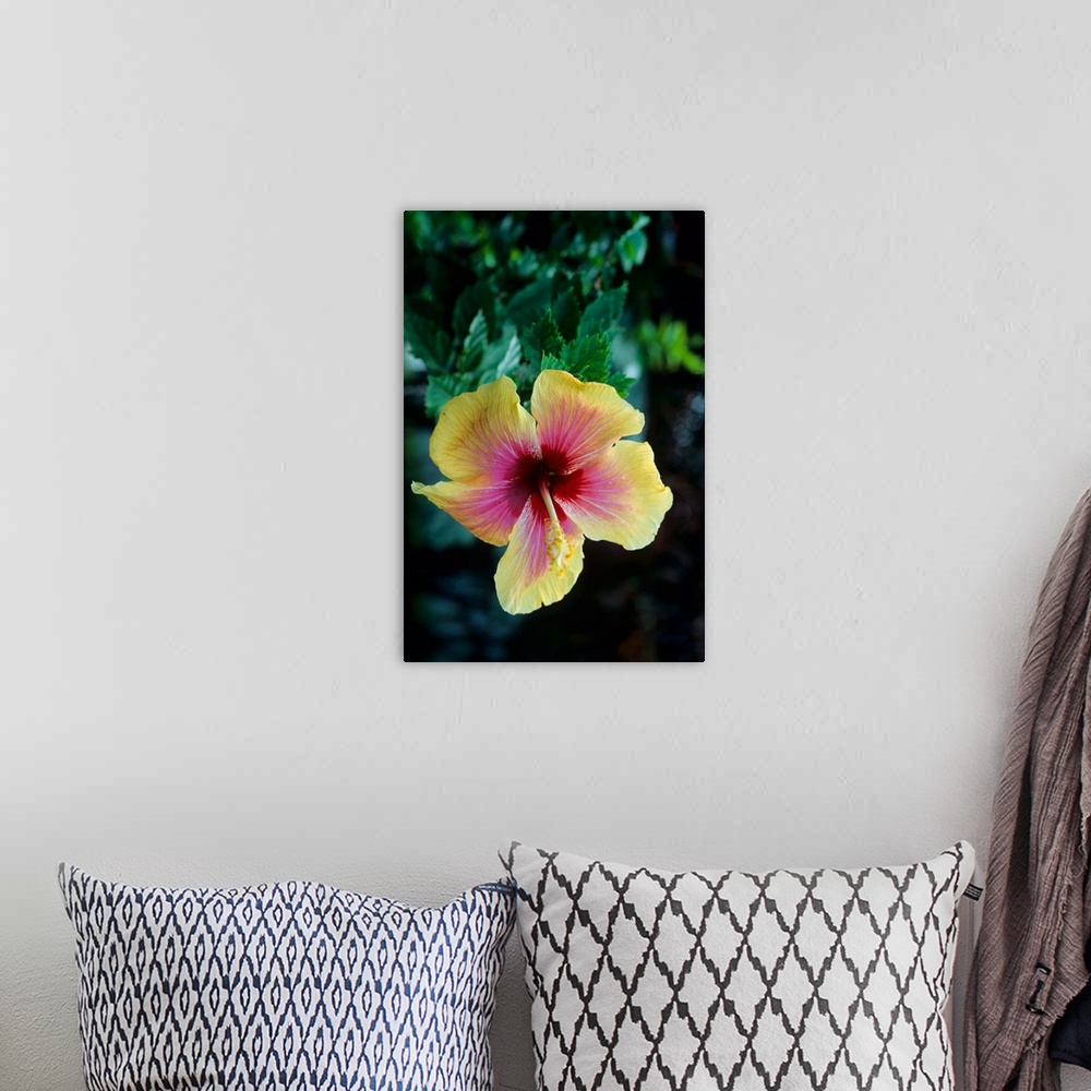 A bohemian room featuring Hibiscus flower on the island of Martinique, Caribbean Sea.