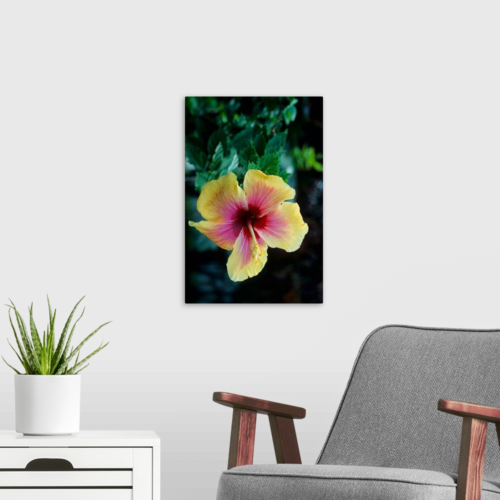 A modern room featuring Hibiscus flower on the island of Martinique, Caribbean Sea.