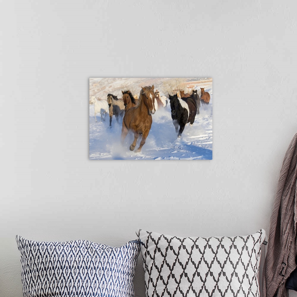A bohemian room featuring Horse drive in winter on Hideout Ranch, Shell, Wyoming. Herd of horses running in winters snow.