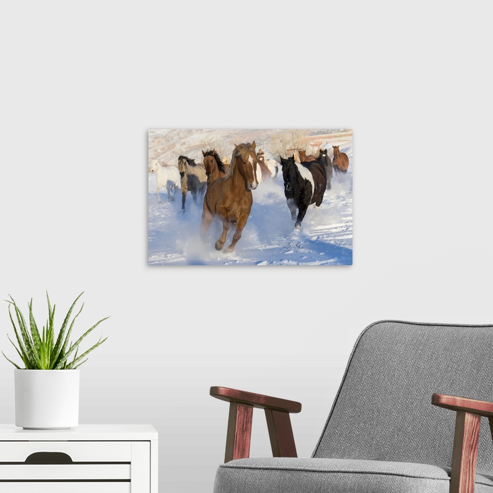 A modern room featuring Horse drive in winter on Hideout Ranch, Shell, Wyoming. Herd of horses running in winters snow.