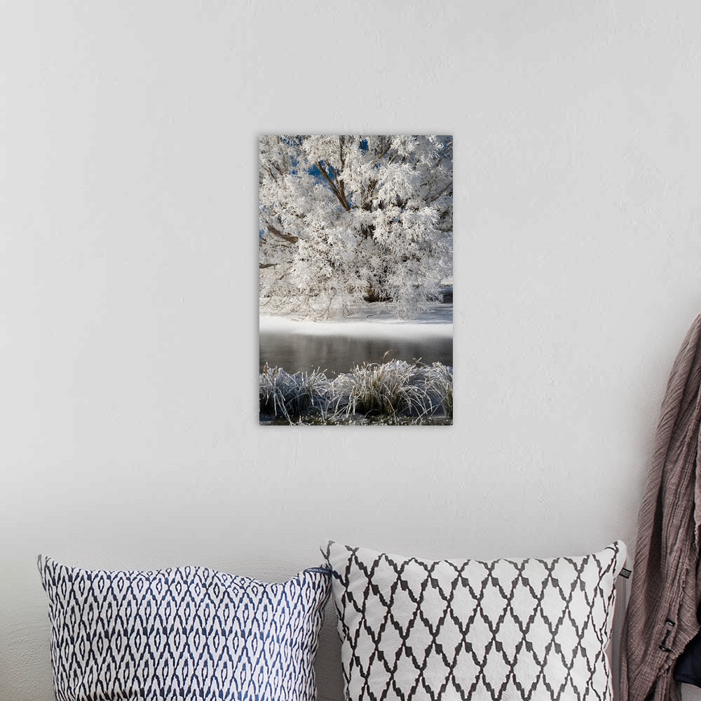 A bohemian room featuring Hoar Frost on Willow Tree, near Omakau, Central Otago, South Island, New Zealand
