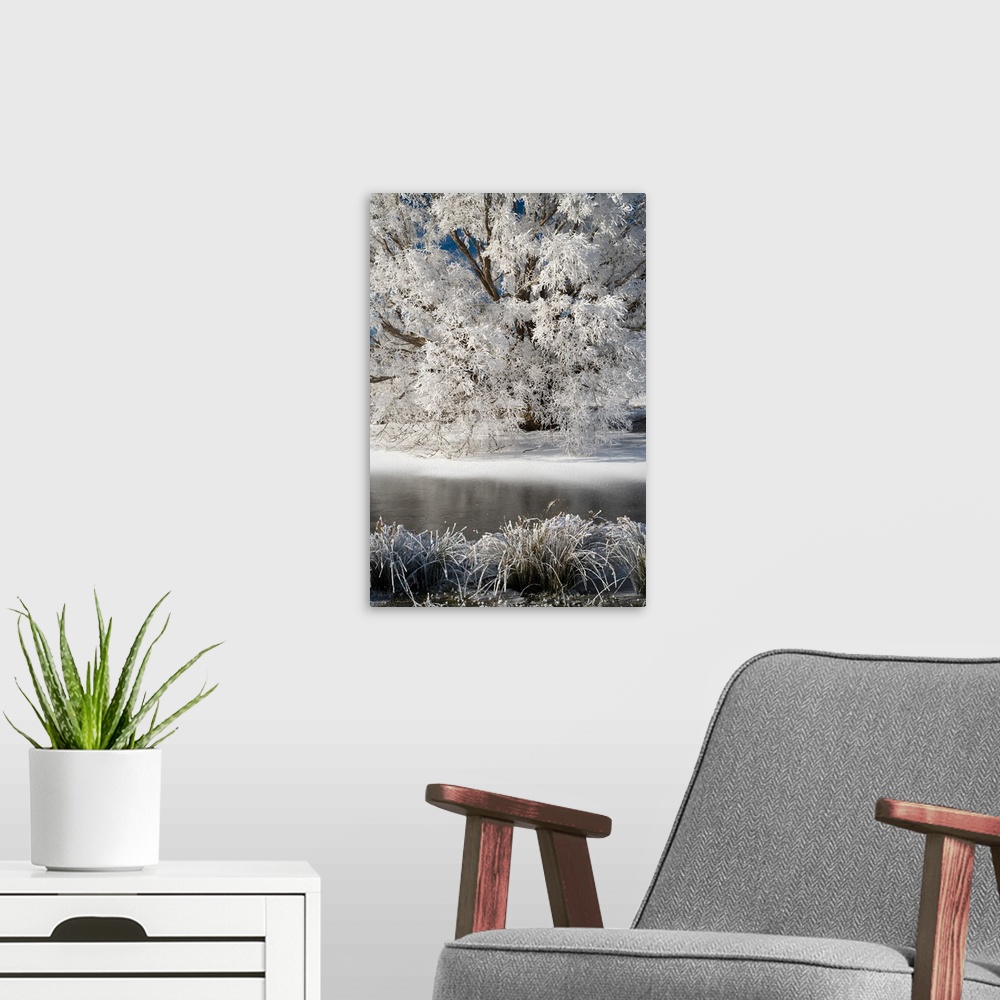 A modern room featuring Hoar Frost on Willow Tree, near Omakau, Central Otago, South Island, New Zealand