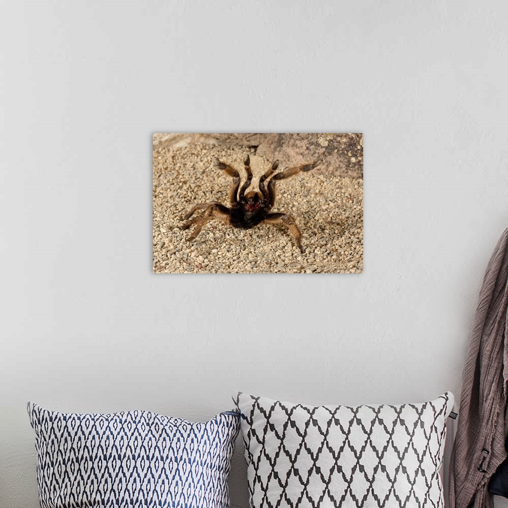 A bohemian room featuring Horned Baboon Spider.Ceratogyrus brachycephalus.Native to Southern Africa