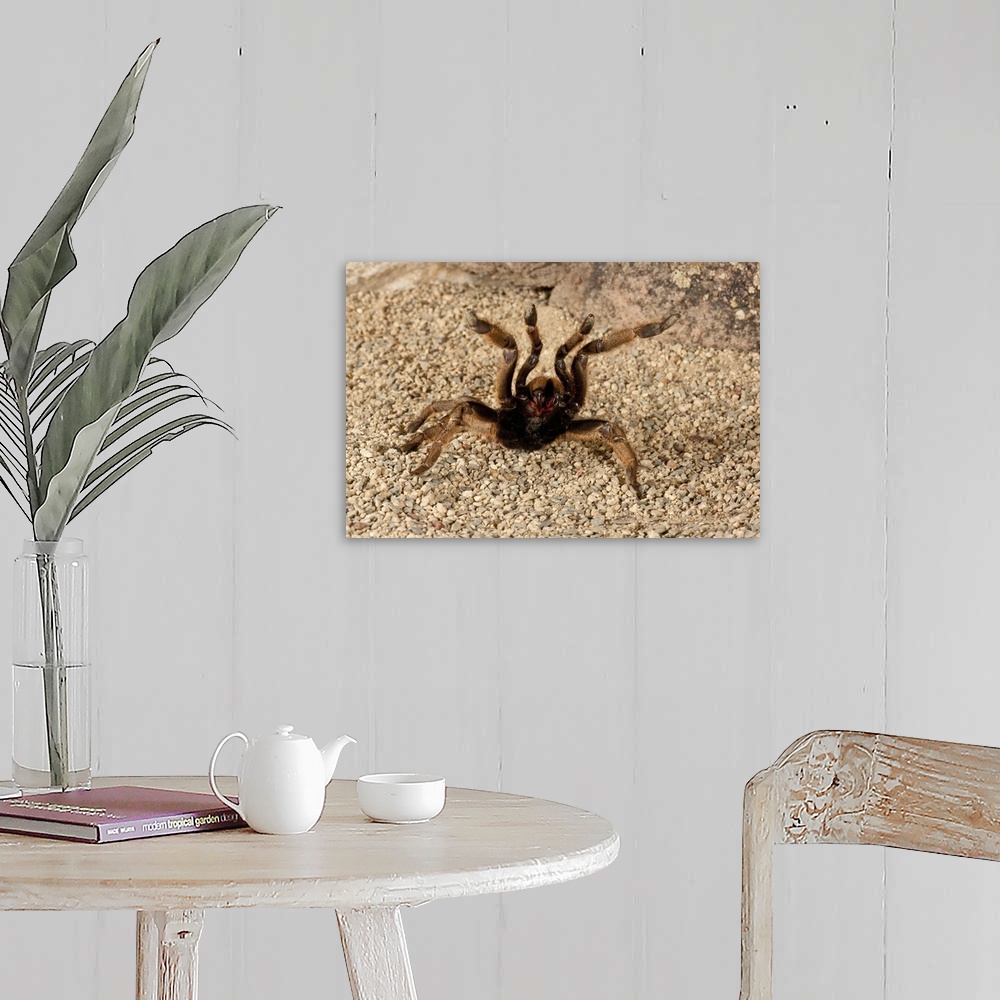 A farmhouse room featuring Horned Baboon Spider.Ceratogyrus brachycephalus.Native to Southern Africa