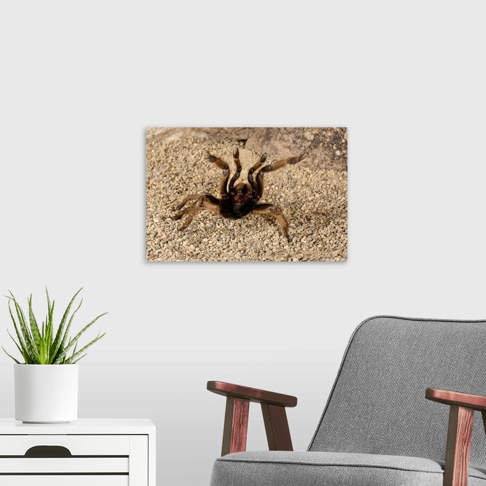 A modern room featuring Horned Baboon Spider.Ceratogyrus brachycephalus.Native to Southern Africa