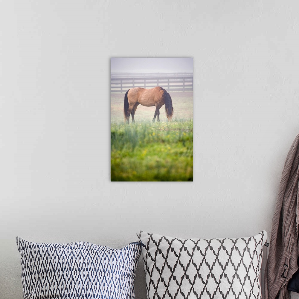 A bohemian room featuring Horse grazes in mist near fence, Powhatan, Virginia, United States.