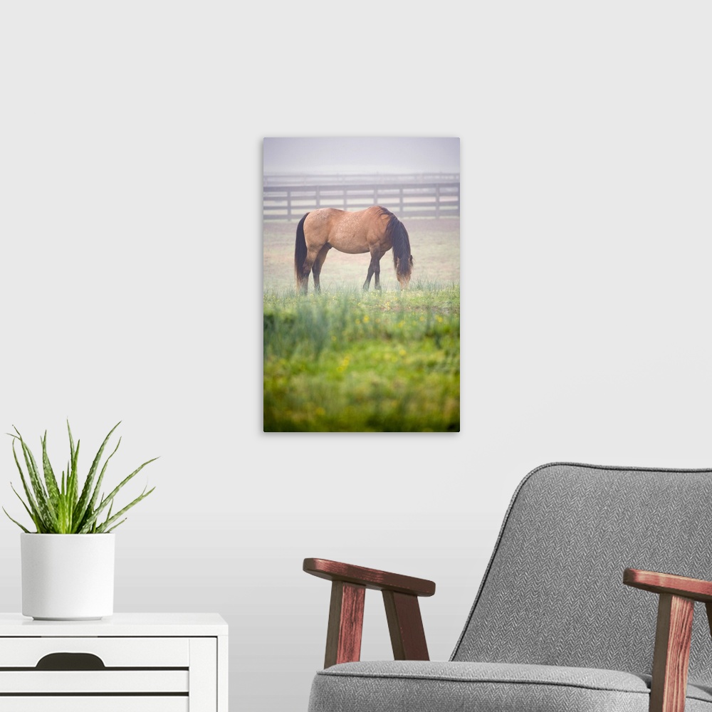 A modern room featuring Horse grazes in mist near fence, Powhatan, Virginia, United States.