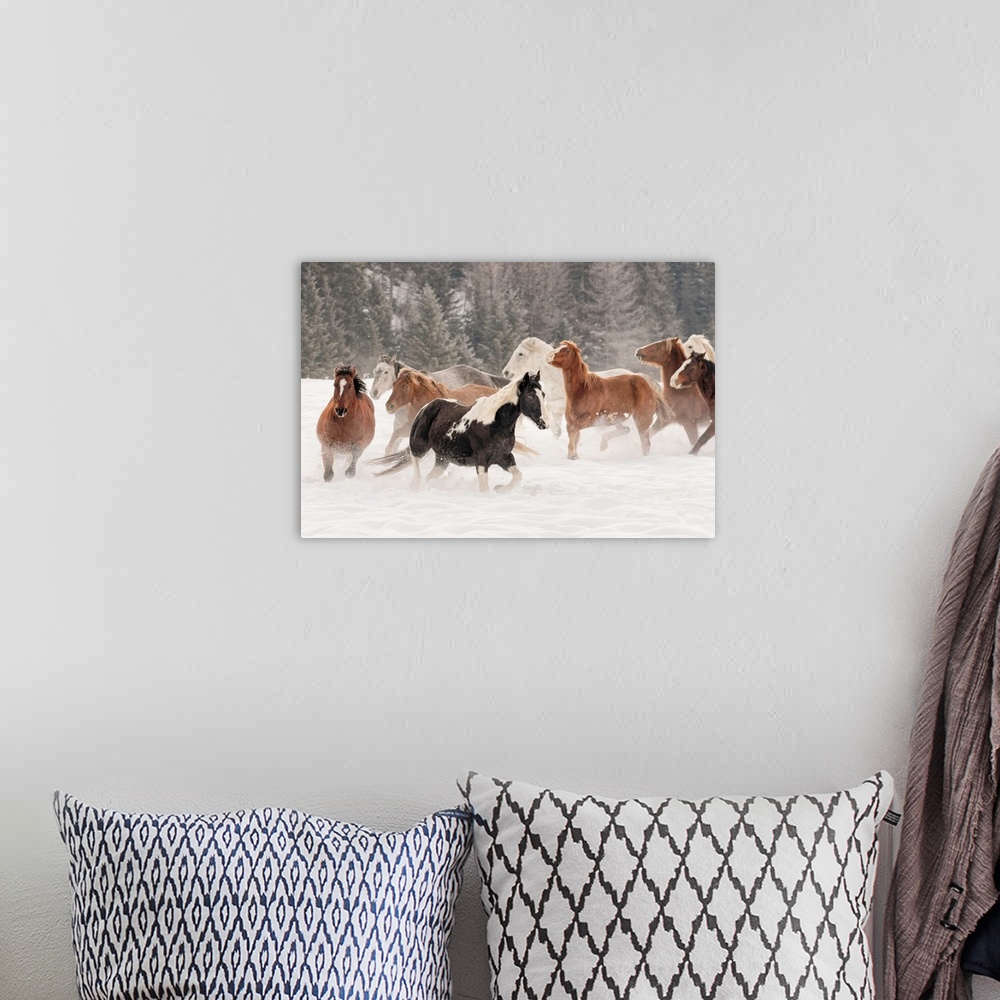 A bohemian room featuring Horse roundup in winter, Kalispell, Montana-Equus ferus caballus
