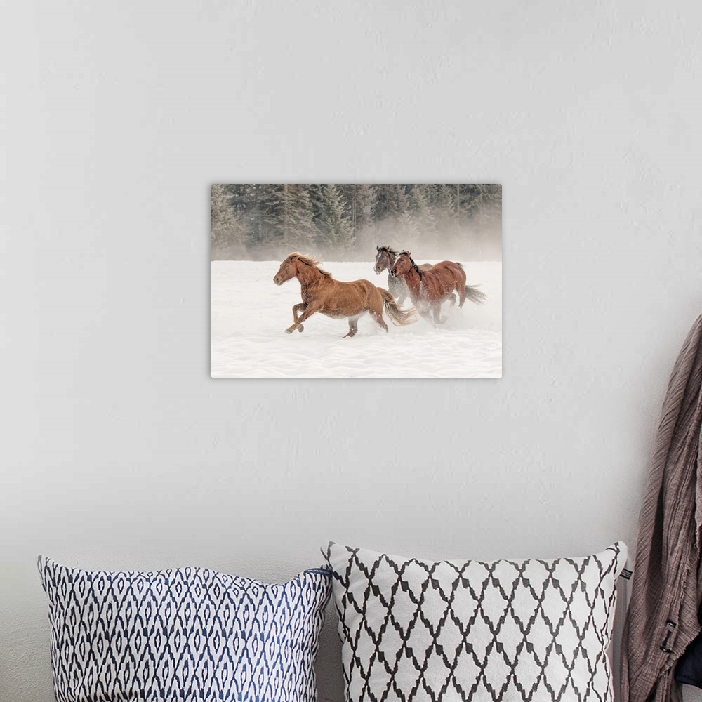 A bohemian room featuring Horse roundup in winter, Kalispell, Montana-Equus ferus caballus