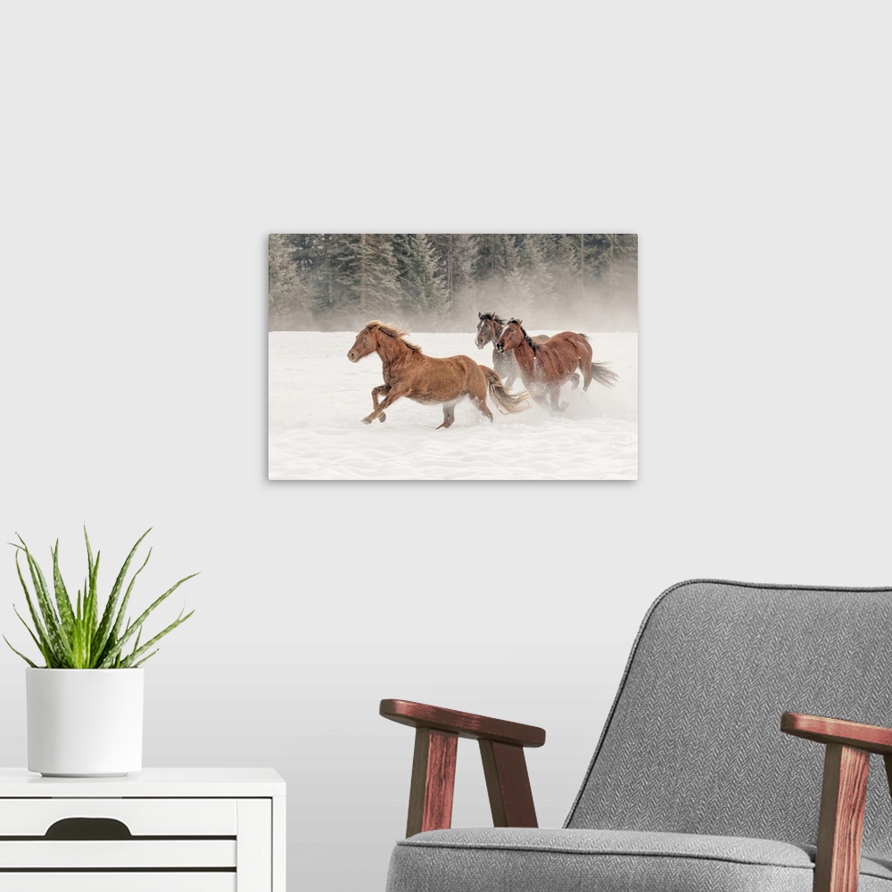 A modern room featuring Horse roundup in winter, Kalispell, Montana-Equus ferus caballus