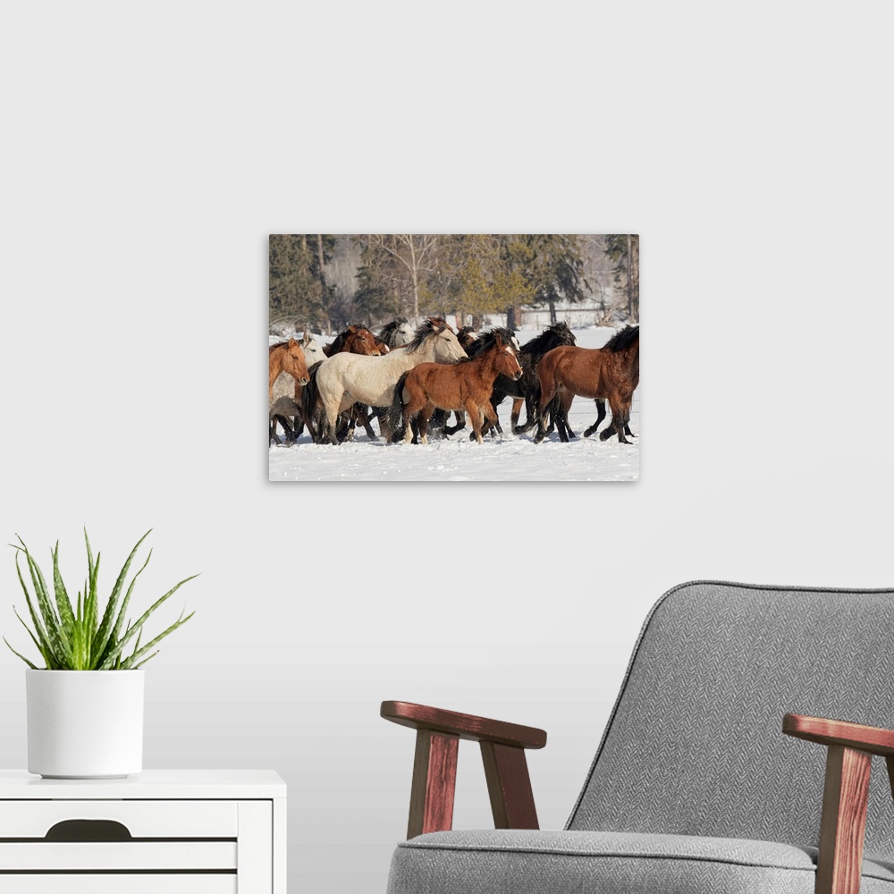 A modern room featuring Horse roundup in winter, Kalispell, Montana-Equus ferus caballus