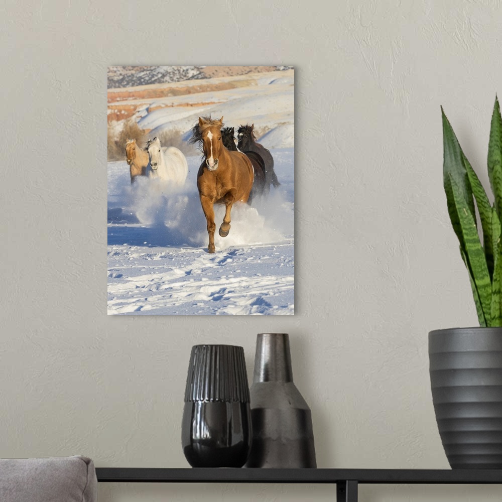 A modern room featuring Cowboy horse drive on Hideout Ranch, Shell, Wyoming. Herd of horses running in snow.