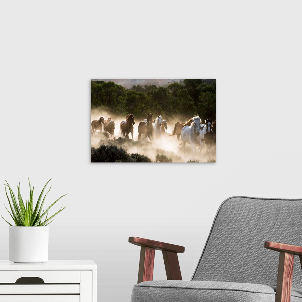 A modern room featuring Horses running, kicking up dust at sunrise