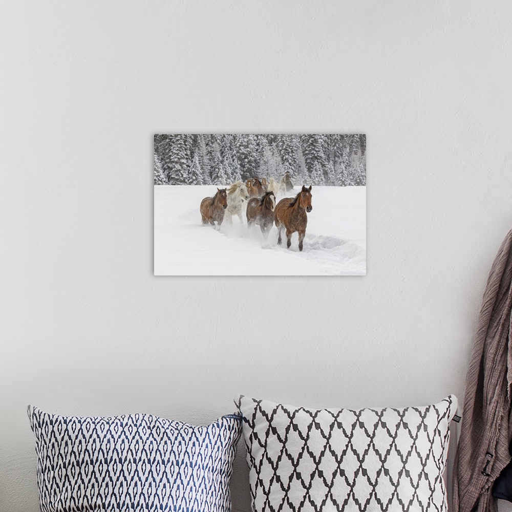 A bohemian room featuring Horses running through fresh snow during roundup, Kalispell, Montana.