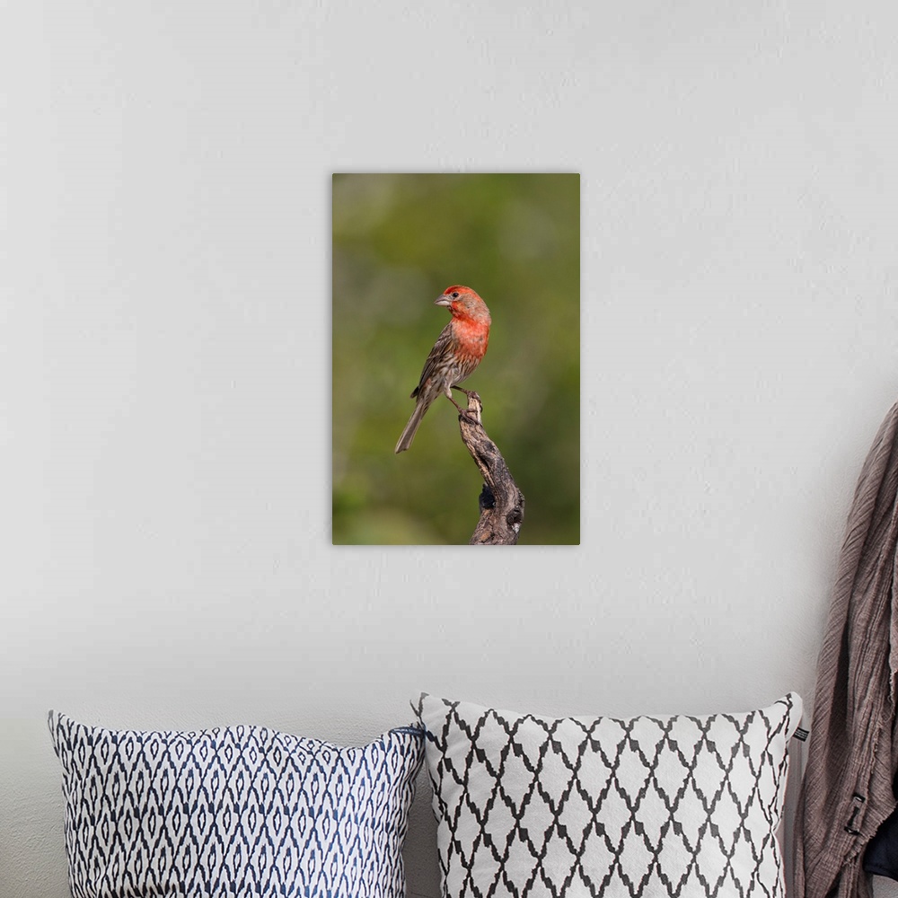 A bohemian room featuring House Finch (Carpodacus mexicanus) male perched