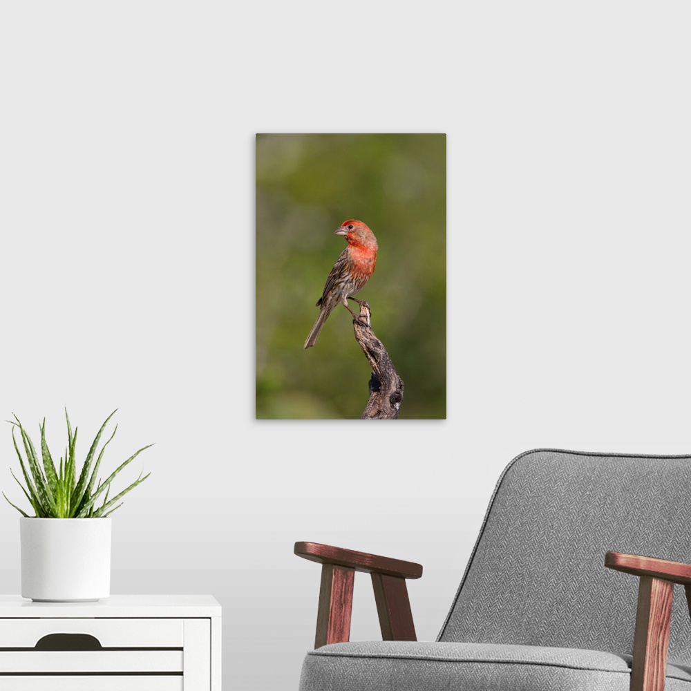 A modern room featuring House Finch (Carpodacus mexicanus) male perched