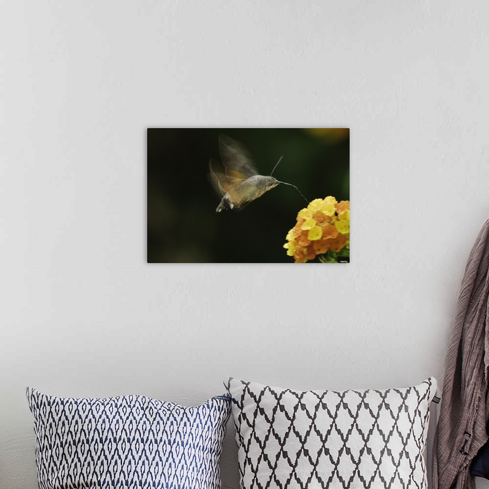 A bohemian room featuring Hummingbird Hawk-moth, Macroglossum stellatarum, adult in flight drinking from lantana, Oberaeger...