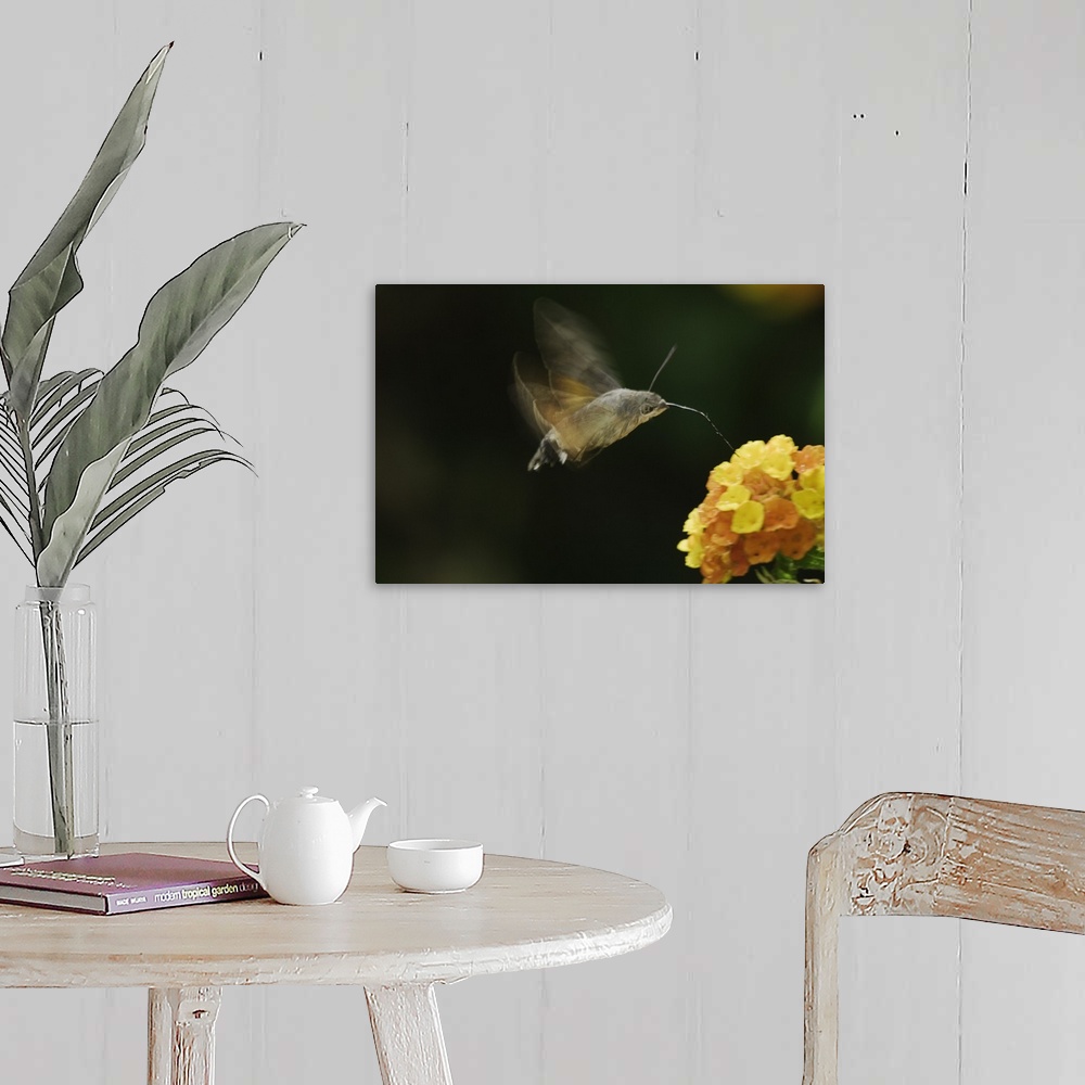 A farmhouse room featuring Hummingbird Hawk-moth, Macroglossum stellatarum, adult in flight drinking from lantana, Oberaeger...