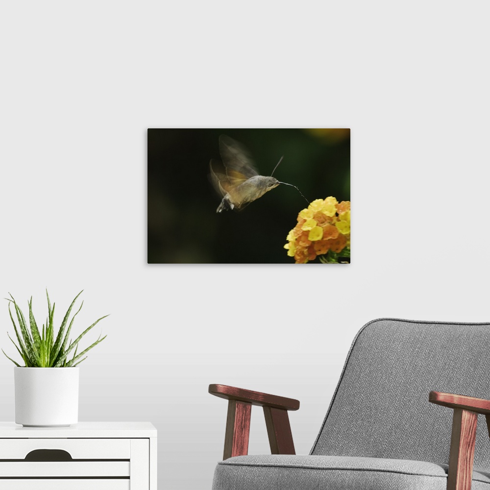 A modern room featuring Hummingbird Hawk-moth, Macroglossum stellatarum, adult in flight drinking from lantana, Oberaeger...