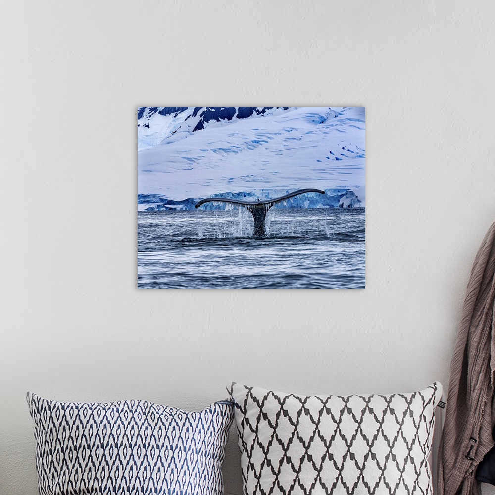 A bohemian room featuring Humpback baleen whale tail chasing krill blue, Charlotte bay, Antarctica.