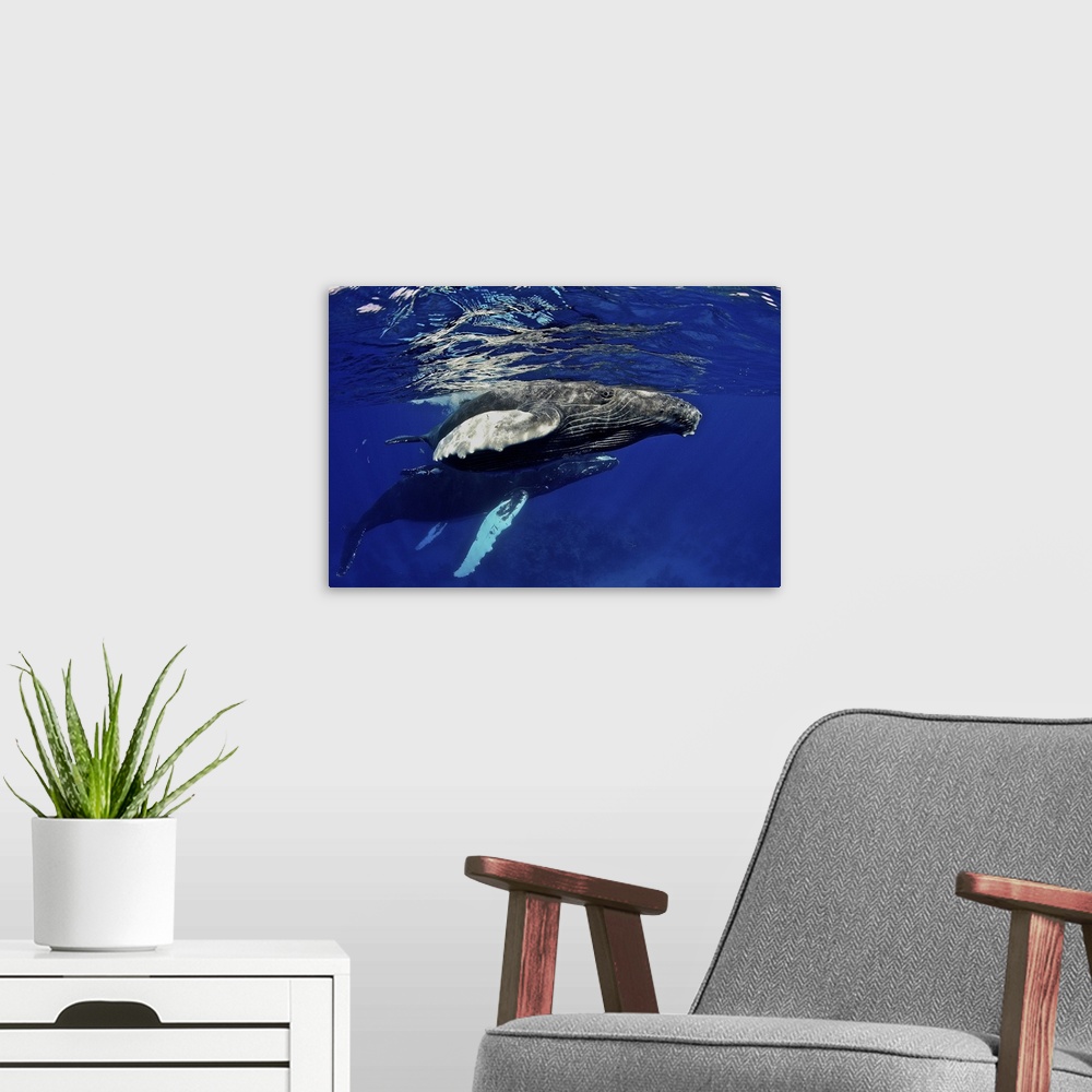 A modern room featuring Caribbean, Greater Antilles archipelago, Domincan Republic, Silver Bank. Humpback whale calf