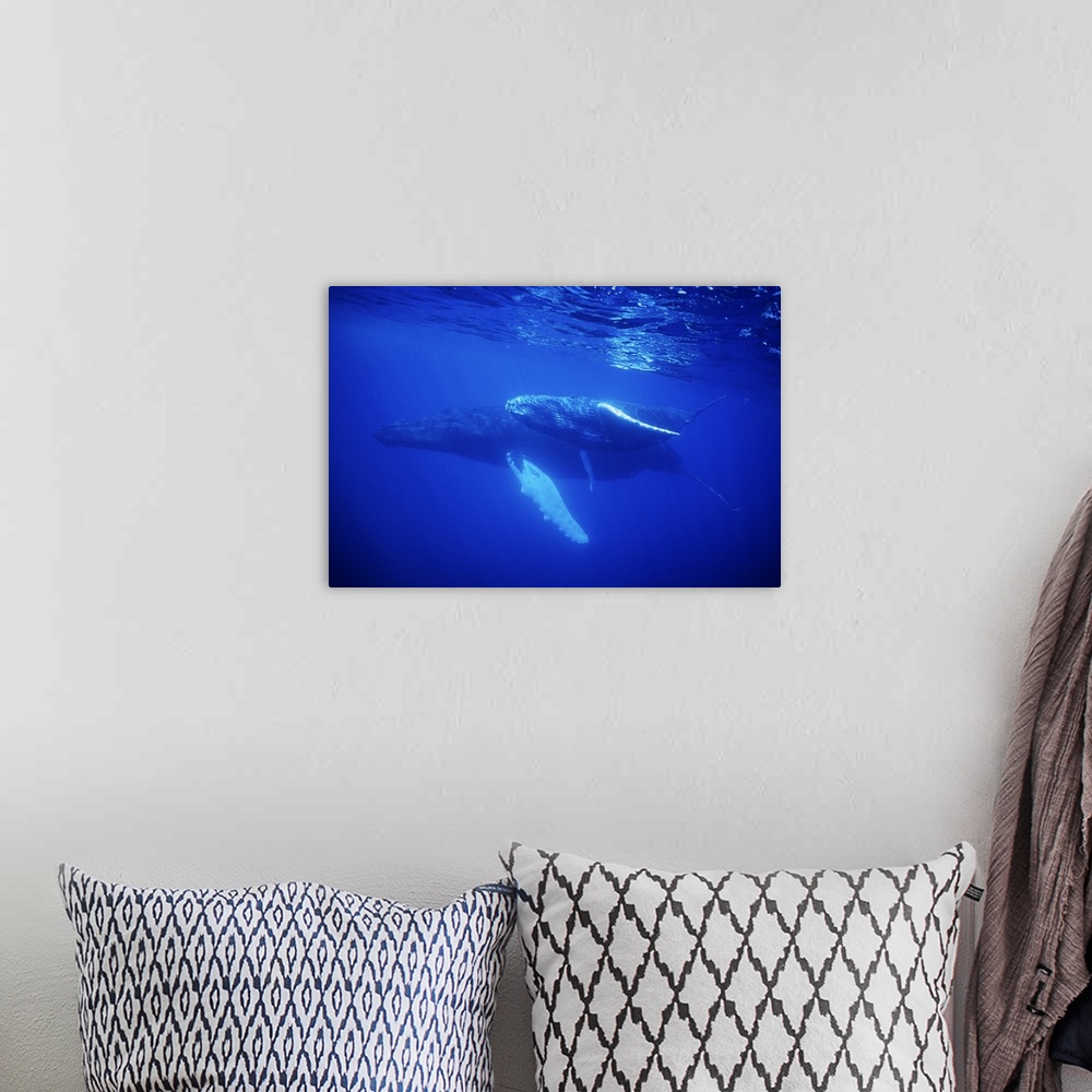 A bohemian room featuring Humpback Whale, (Megaptera novaeangliae), mother and baby underwater, Silver Bank, Caribbean, Dom...