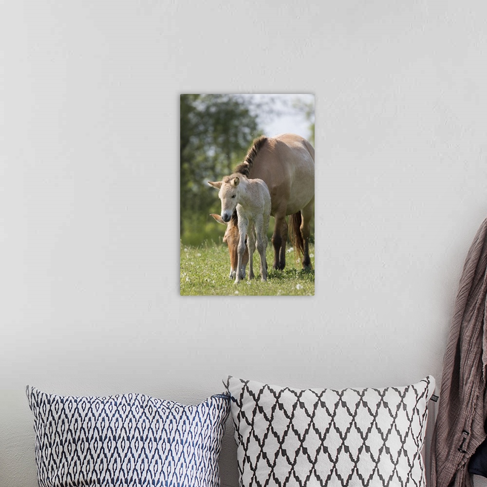 A bohemian room featuring Hungary. Przewalskis Horse in the wildlife center of the Hortobagy National Park. Mare with foal ...
