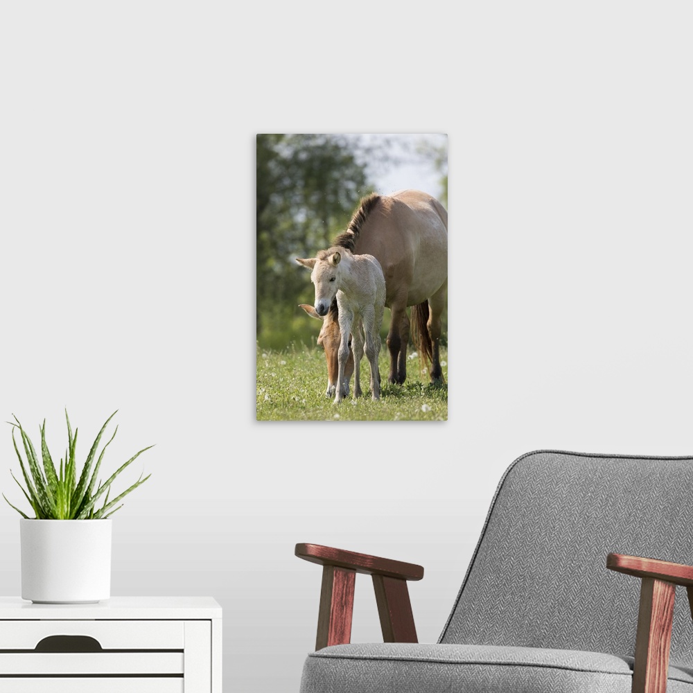 A modern room featuring Hungary. Przewalskis Horse in the wildlife center of the Hortobagy National Park. Mare with foal ...