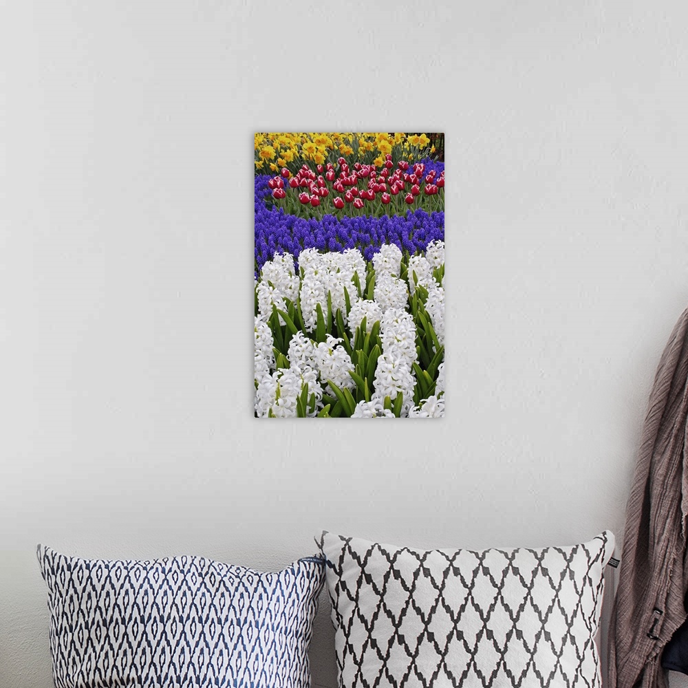 A bohemian room featuring Hyacinth spp. tulips, and daffodils, Keukenhof Gardens, Lisse, Netherlands
