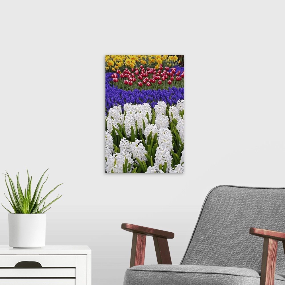 A modern room featuring Hyacinth spp. tulips, and daffodils, Keukenhof Gardens, Lisse, Netherlands