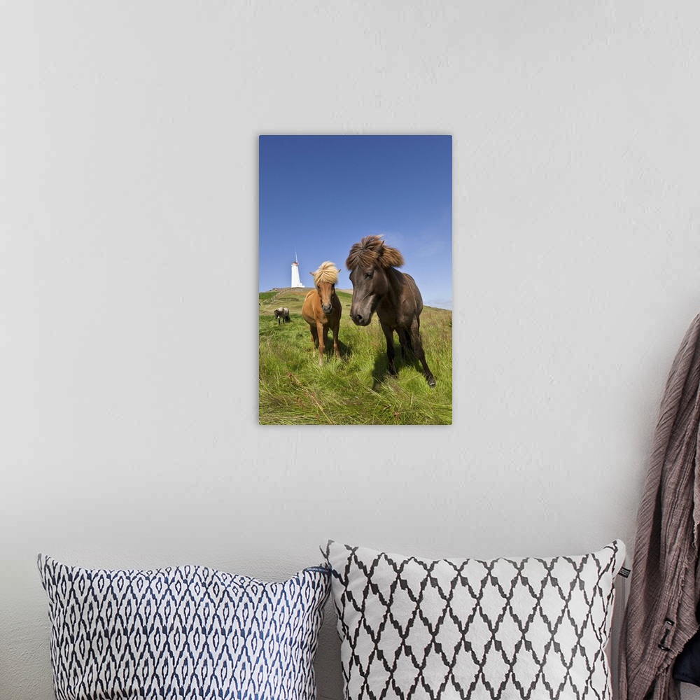 A bohemian room featuring Icelandic horse