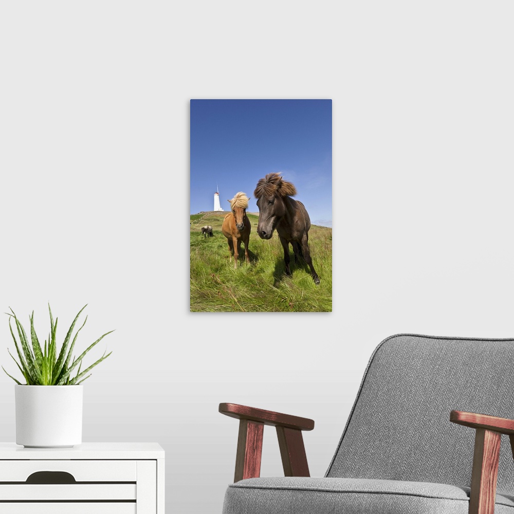 A modern room featuring Icelandic horse