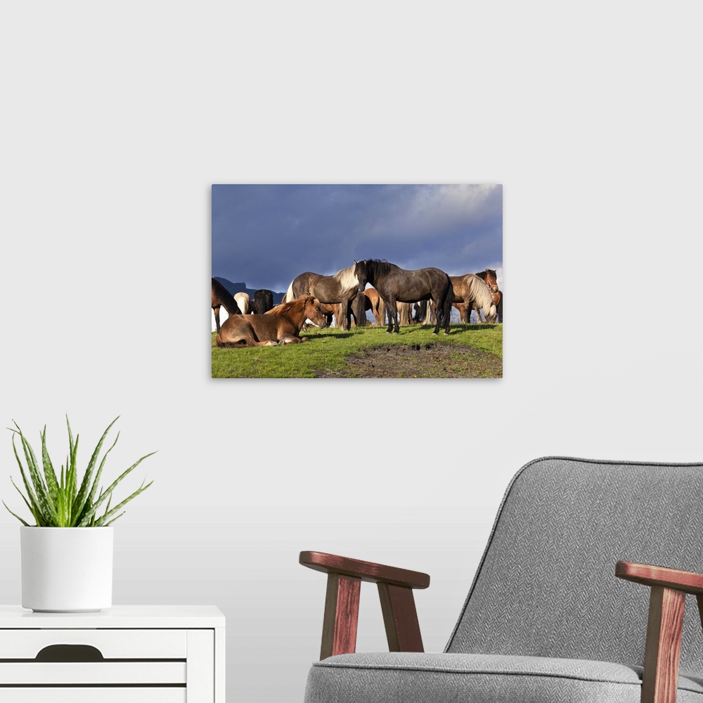 A modern room featuring Icelandic horse, Iceland