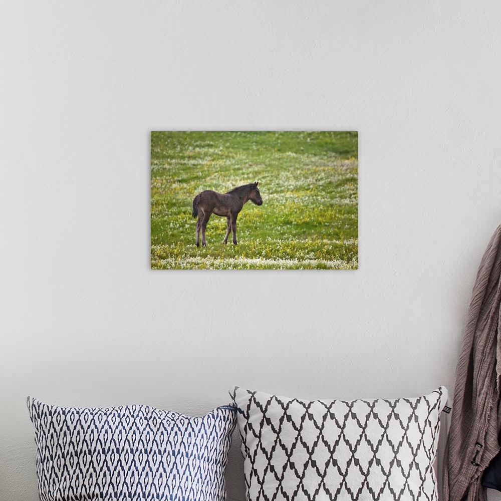 A bohemian room featuring Icelandic horse, Iceland
