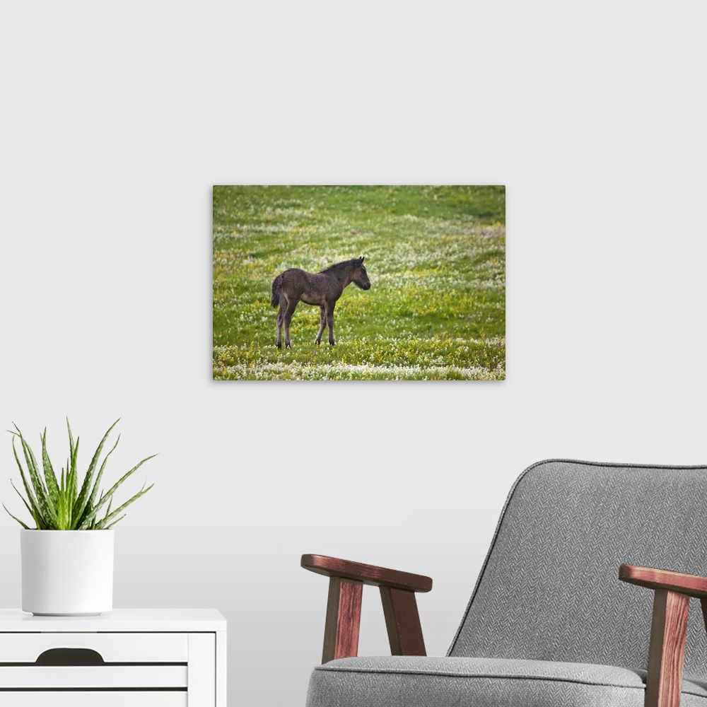 A modern room featuring Icelandic horse, Iceland