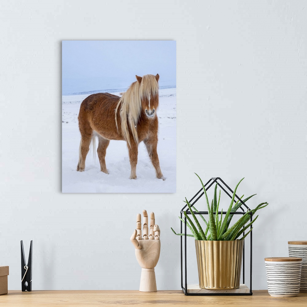 A bohemian room featuring Icelandic horse in fresh snow. It is the traditional breed for Iceland and traces its origin back...