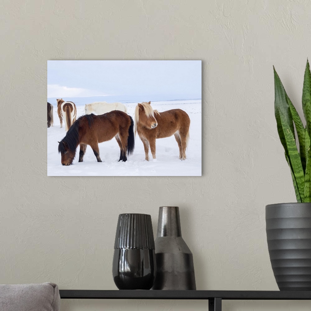 A modern room featuring Icelandic horse in fresh snow. It is the traditional breed for Iceland and traces its origin back...