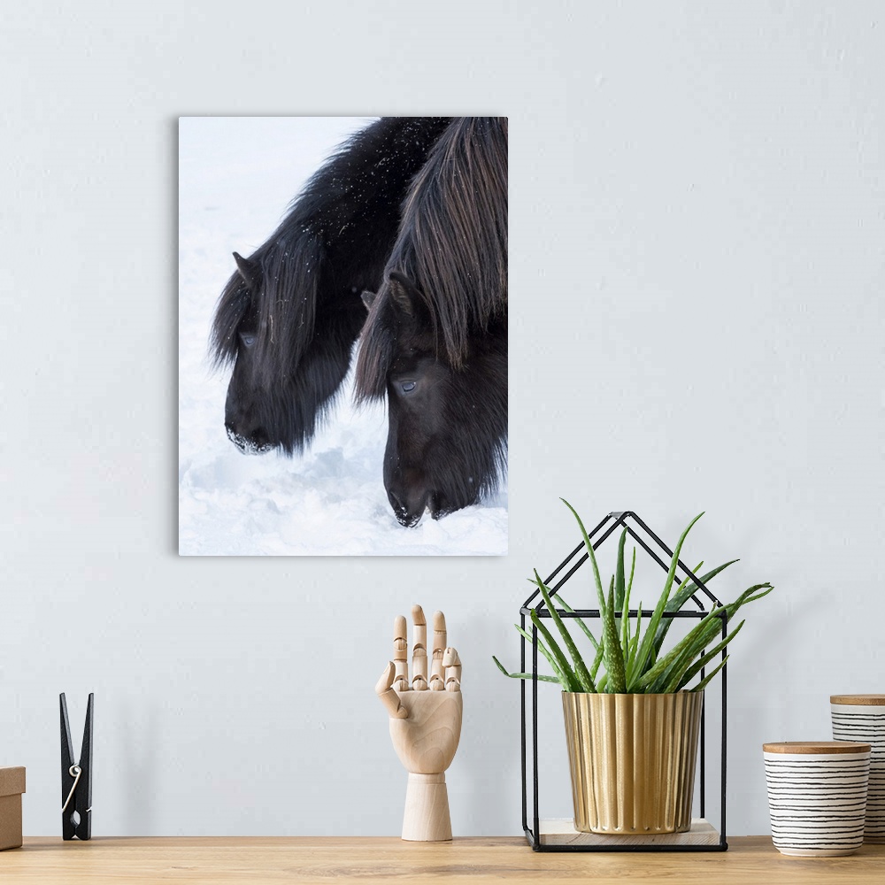 A bohemian room featuring Icelandic horse in fresh snow. It is the traditional breed for Iceland and traces its origin back...